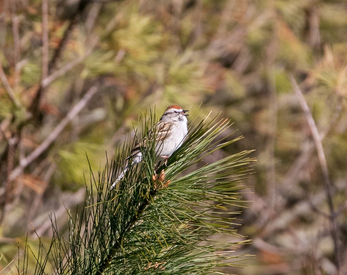 Chipping Sparrow - ML150180861