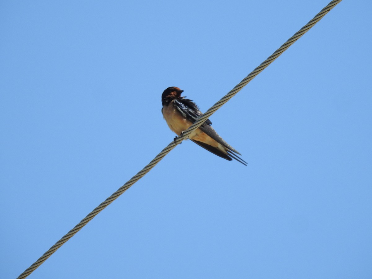 Barn Swallow - ML150183031