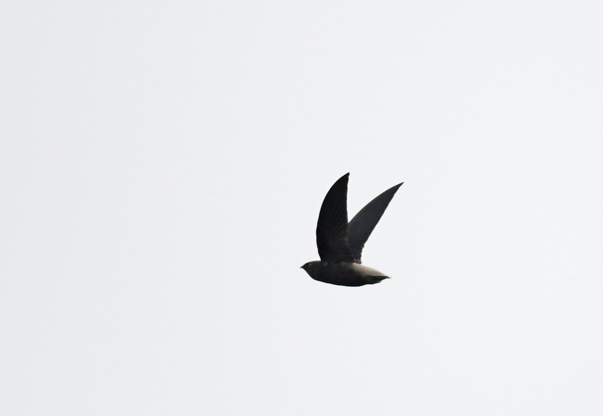 Short-tailed Swift (Short-tailed) - ML150184301