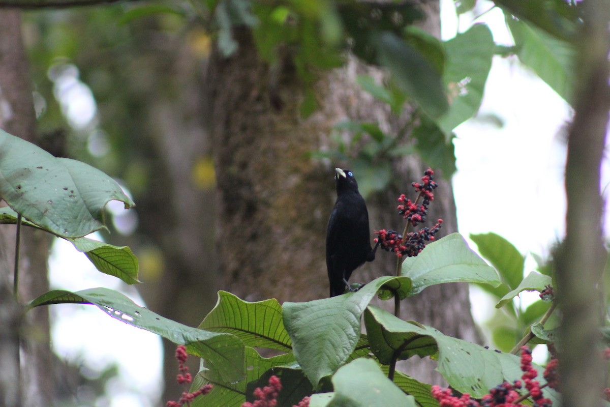 Scarlet-rumped Cacique - Marie Chappell