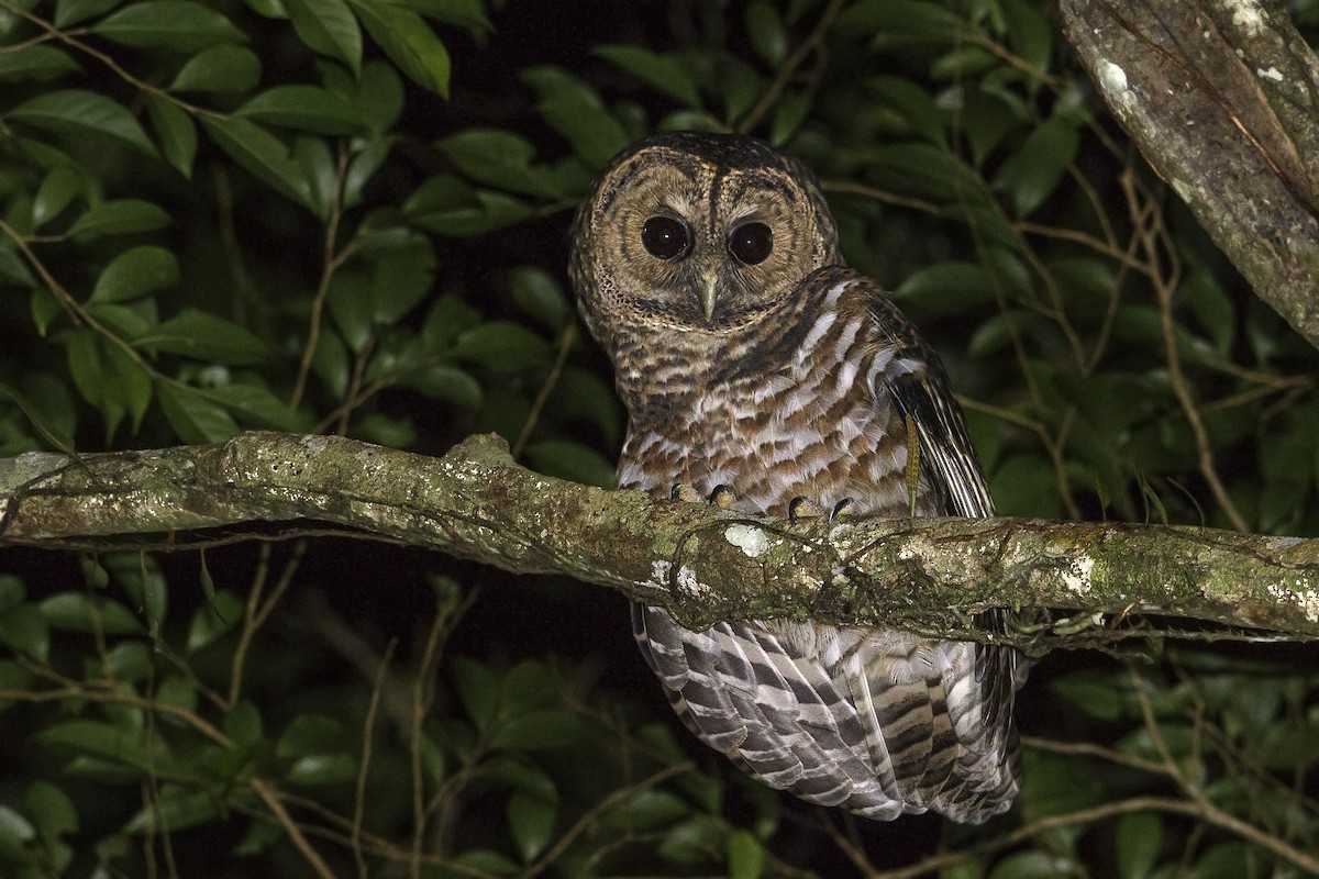 Rusty-barred Owl - ML150187391