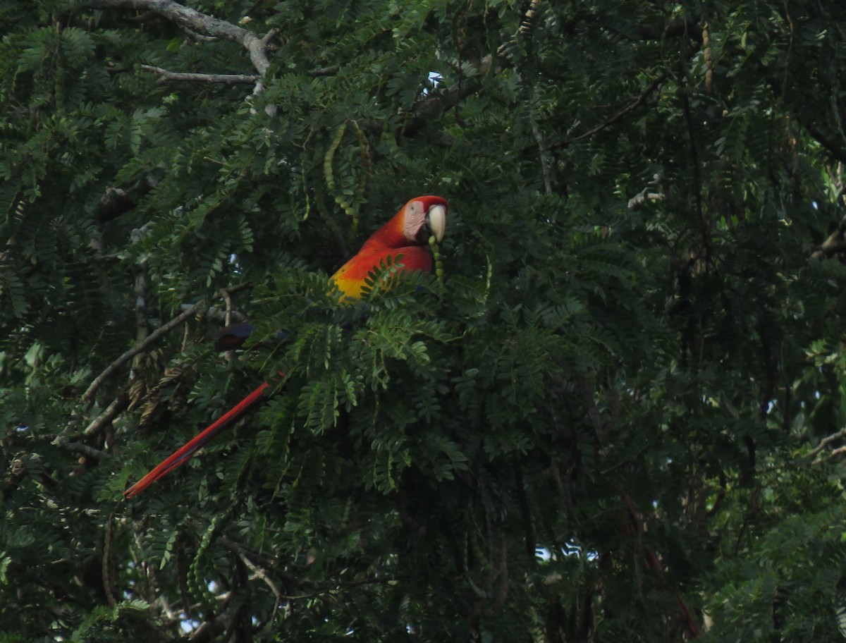 Scarlet Macaw - ML150187801