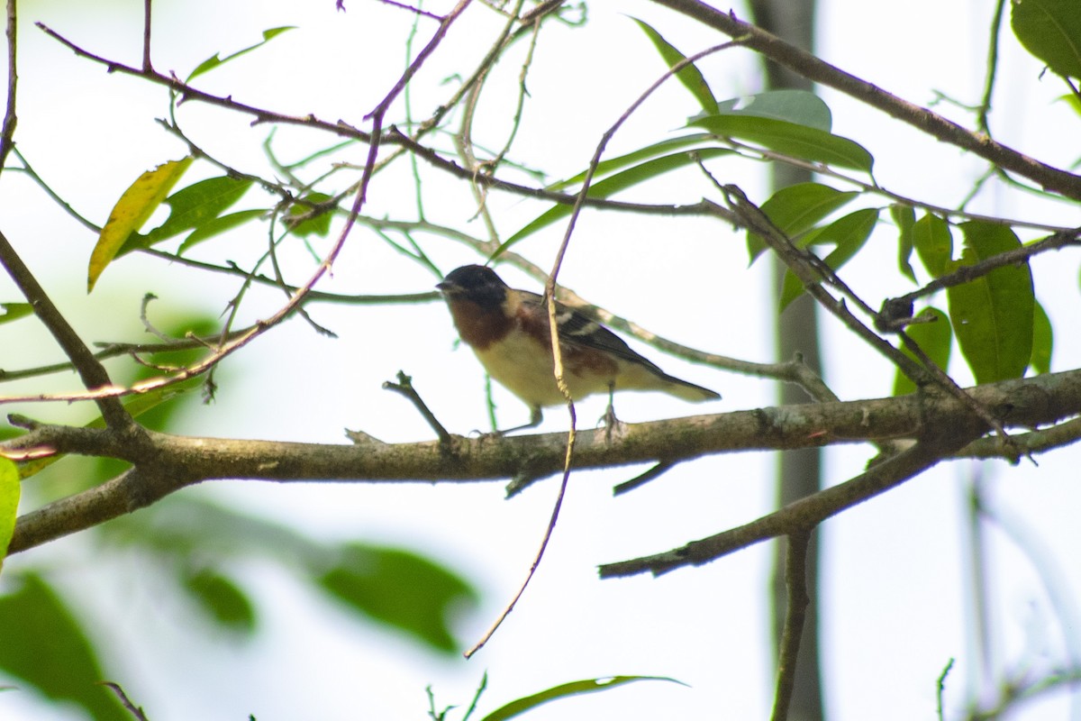 Bay-breasted Warbler - wilson ortega