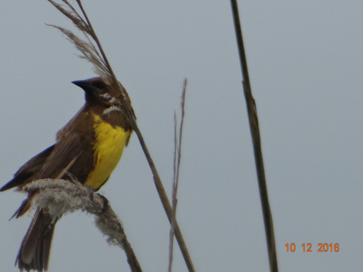 Brown-and-yellow Marshbird - Analia Gatica