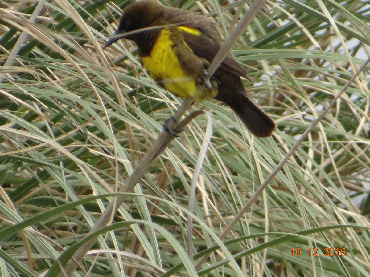 Brown-and-yellow Marshbird - ML150188451