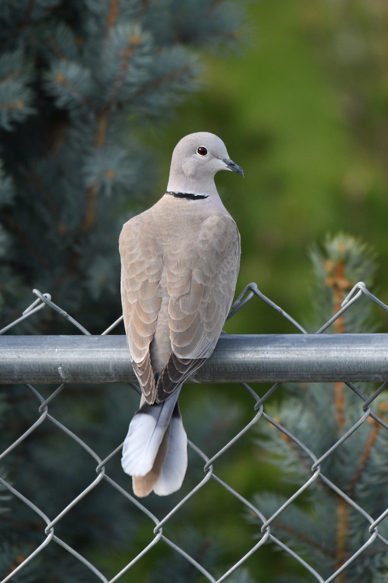 Eurasian Collared-Dove - ML150189581