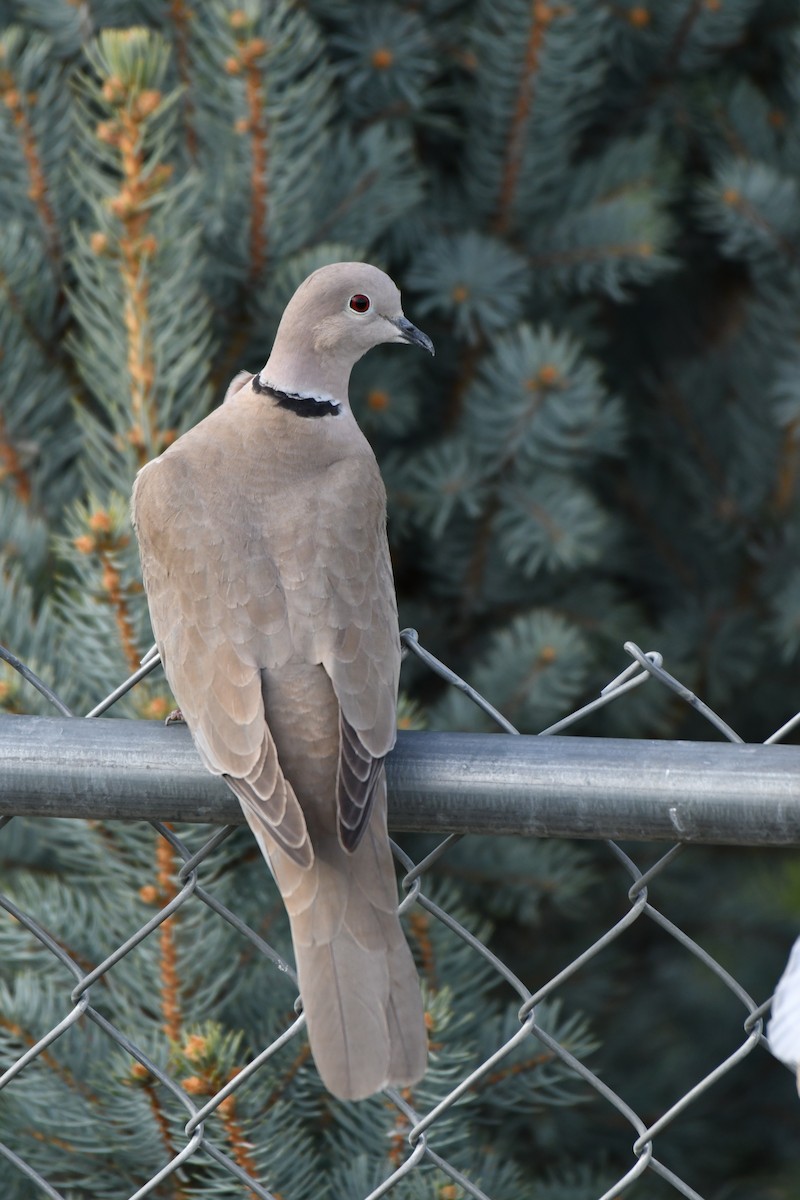 Eurasian Collared-Dove - ML150189591