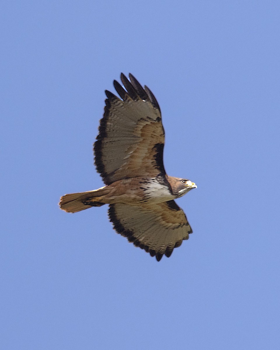 Red-tailed Hawk (costaricensis) - ML150189641