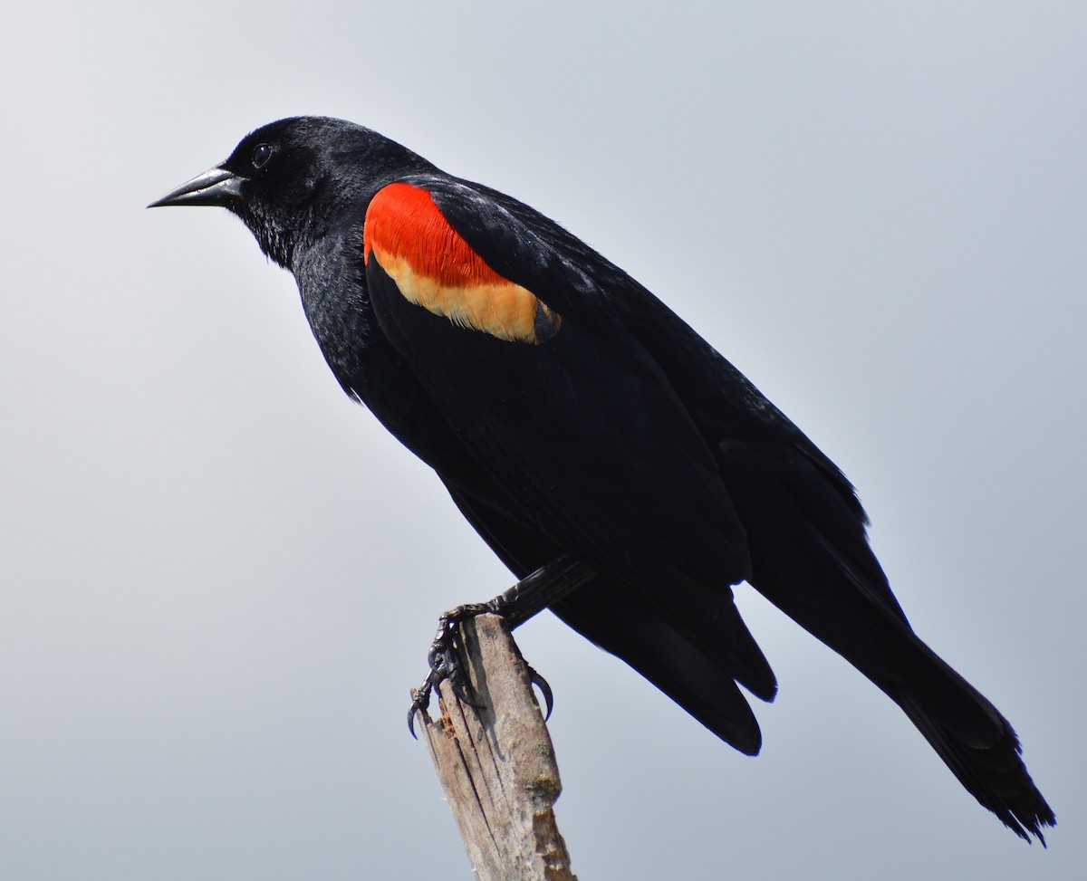 Red-winged Blackbird - ML150196601