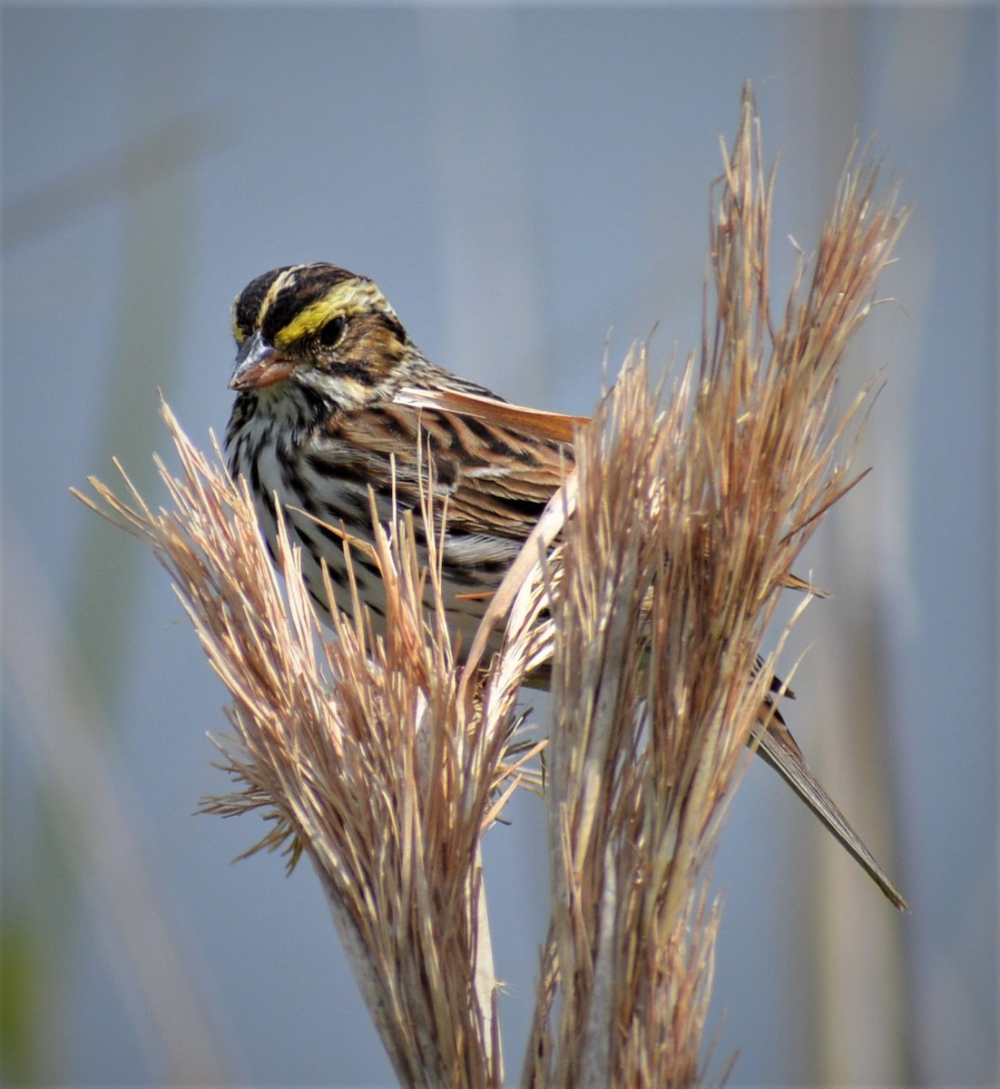 Savannah Sparrow - ML150196801