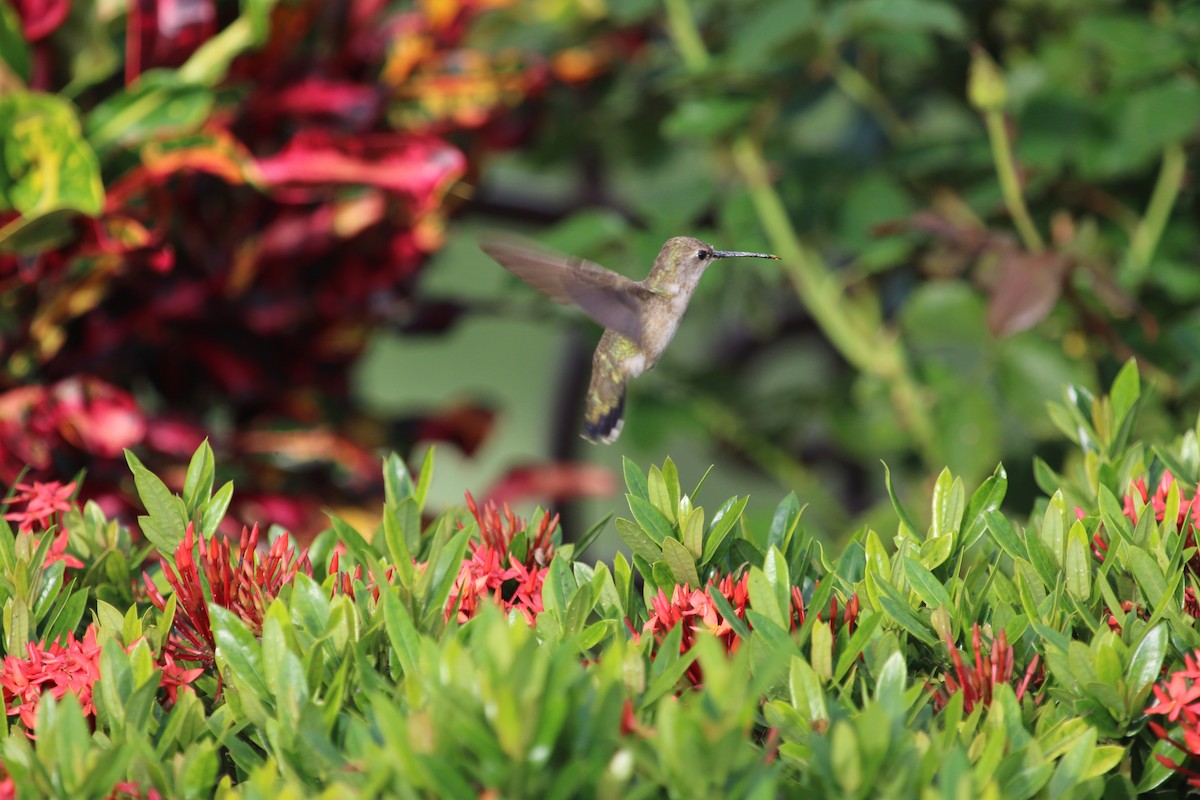 Black-chinned Hummingbird - Michael Hyman