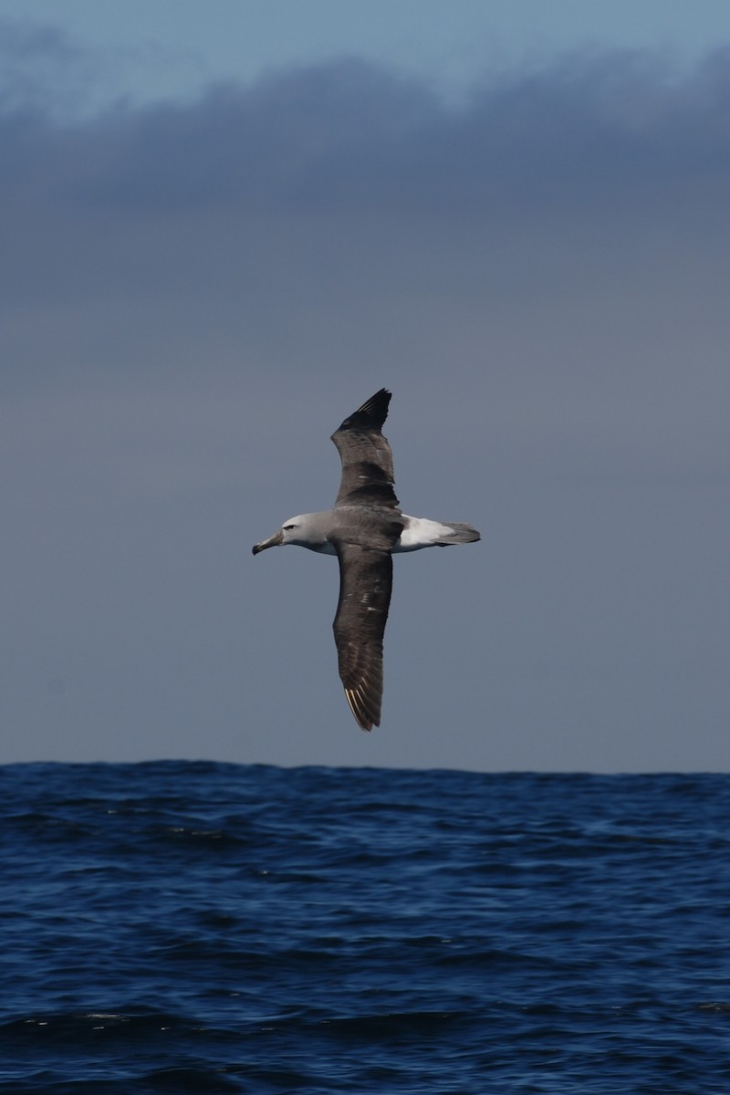 Salvin's Albatross - Cathy Pasterczyk