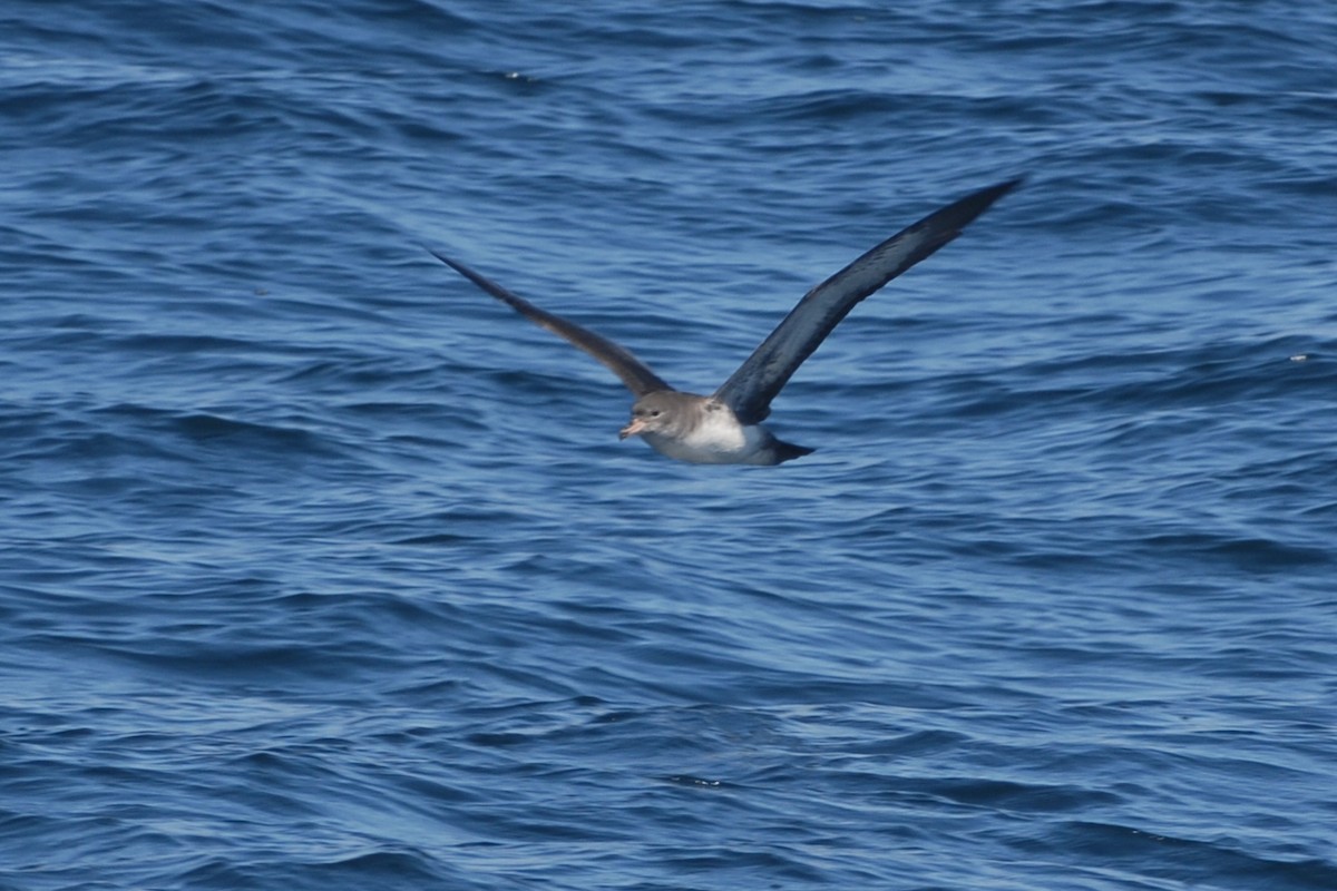Pink-footed Shearwater - Cathy Pasterczyk