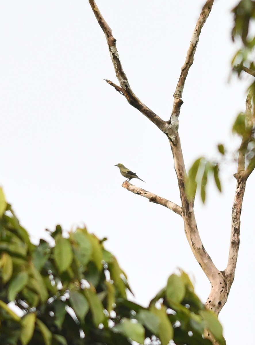Palm Tanager - ML150201051