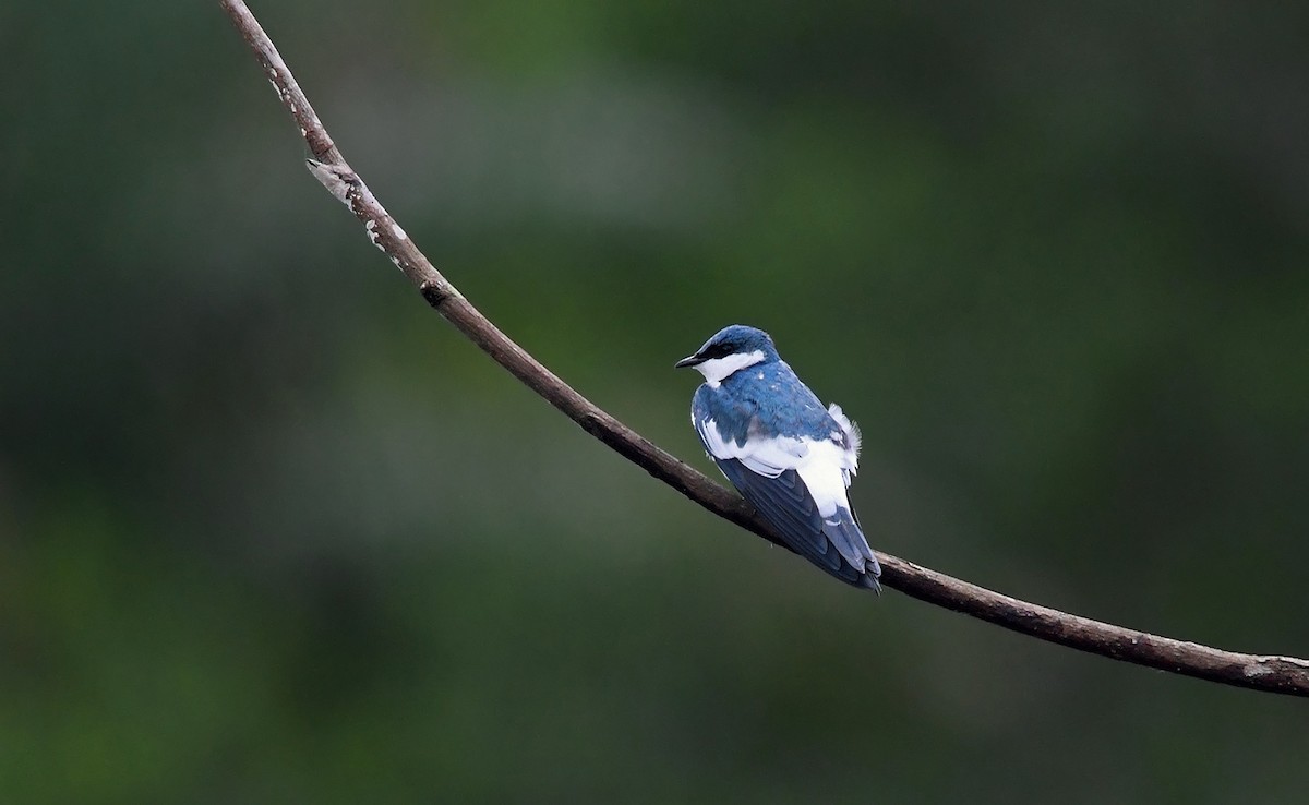 White-winged Swallow - ML150201531