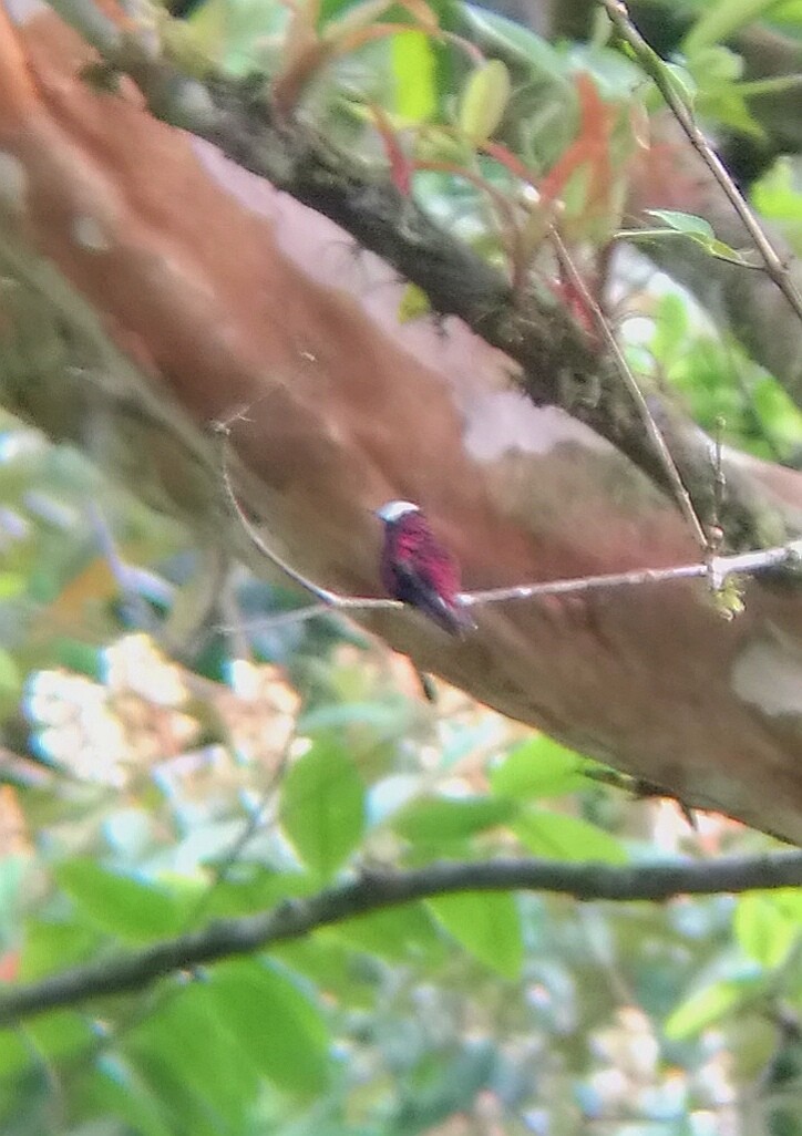 kolibřík běločelý - ML150201961