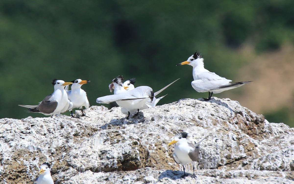 Chinese Crested Tern - ML150204441