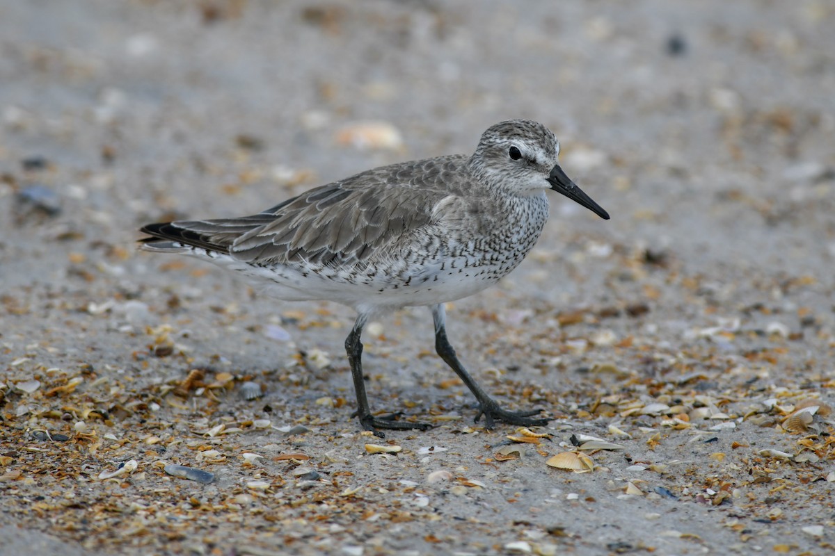 Red Knot - ML150205891