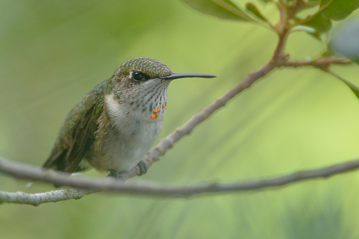 Ruby-throated Hummingbird - ML150206411