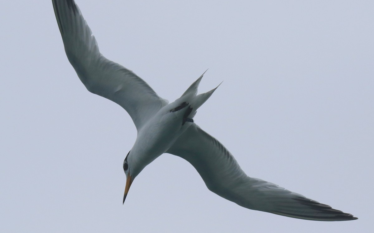 Chinese Crested Tern - ML150206601