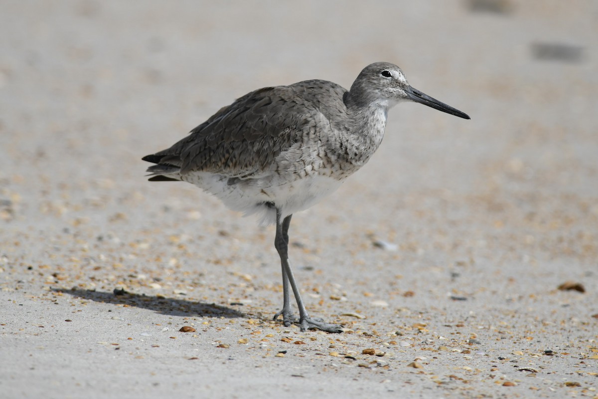 Willet - Mike Charest