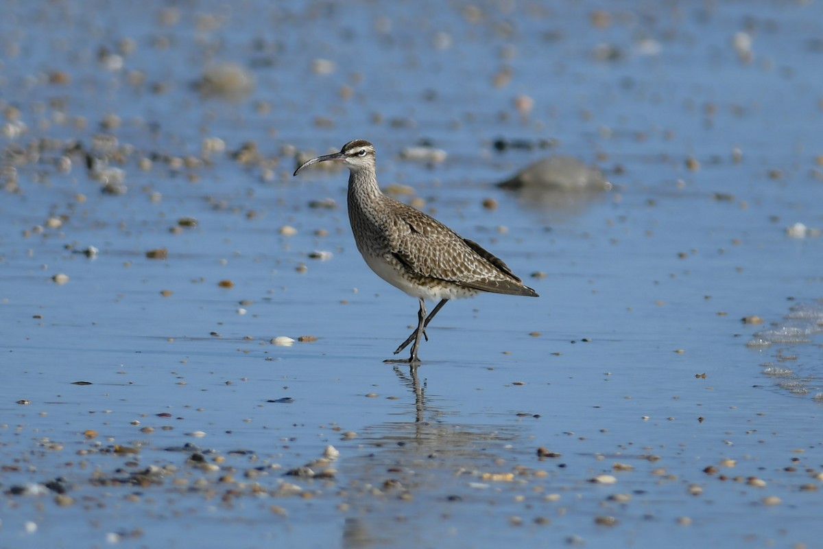 Whimbrel - Mike Charest