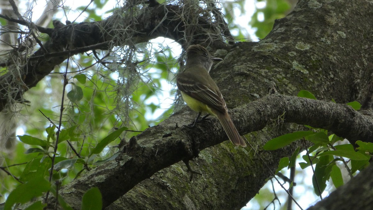 Great Crested Flycatcher - ML150209581