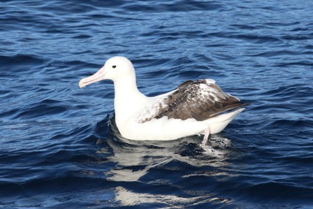 Southern Royal Albatross - Alan Henry