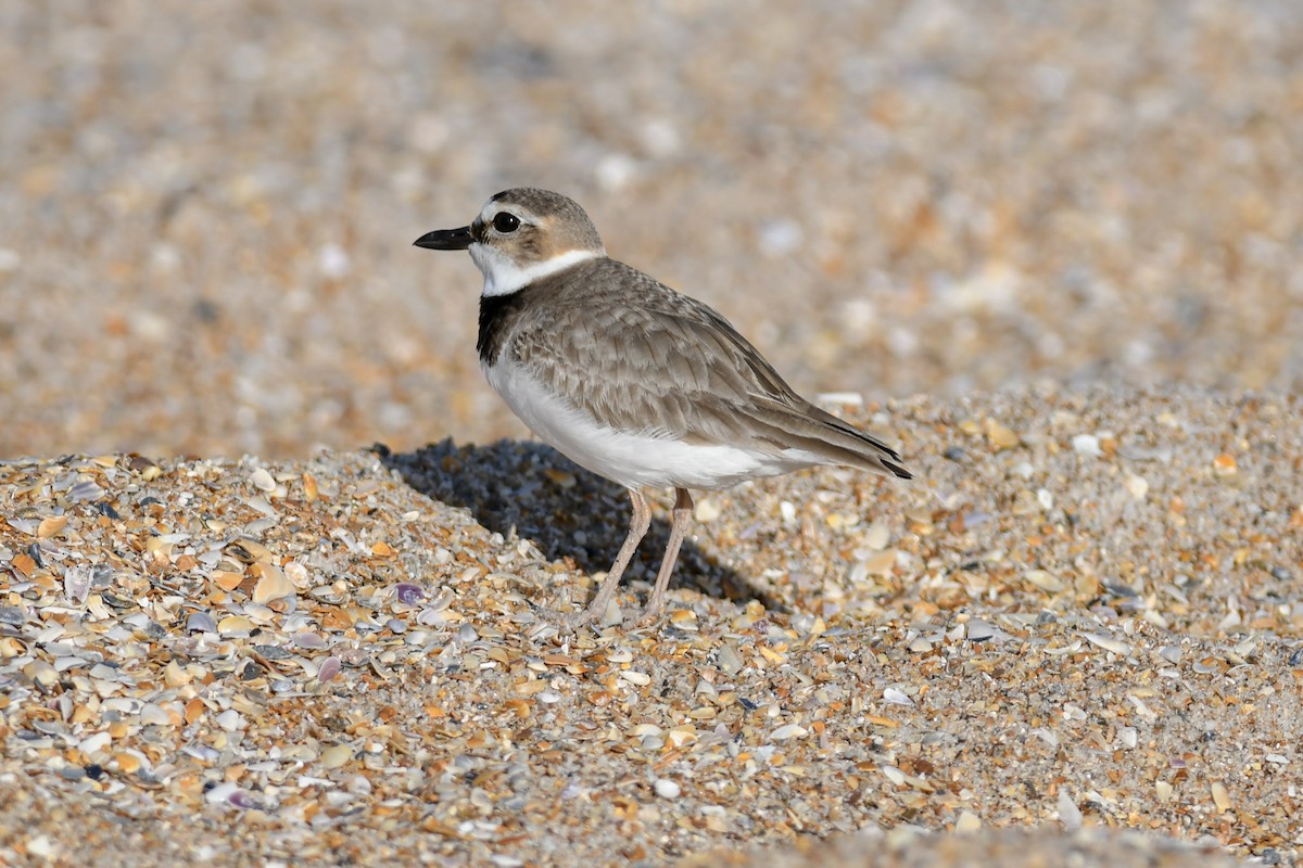 Wilson's Plover - Mike Charest