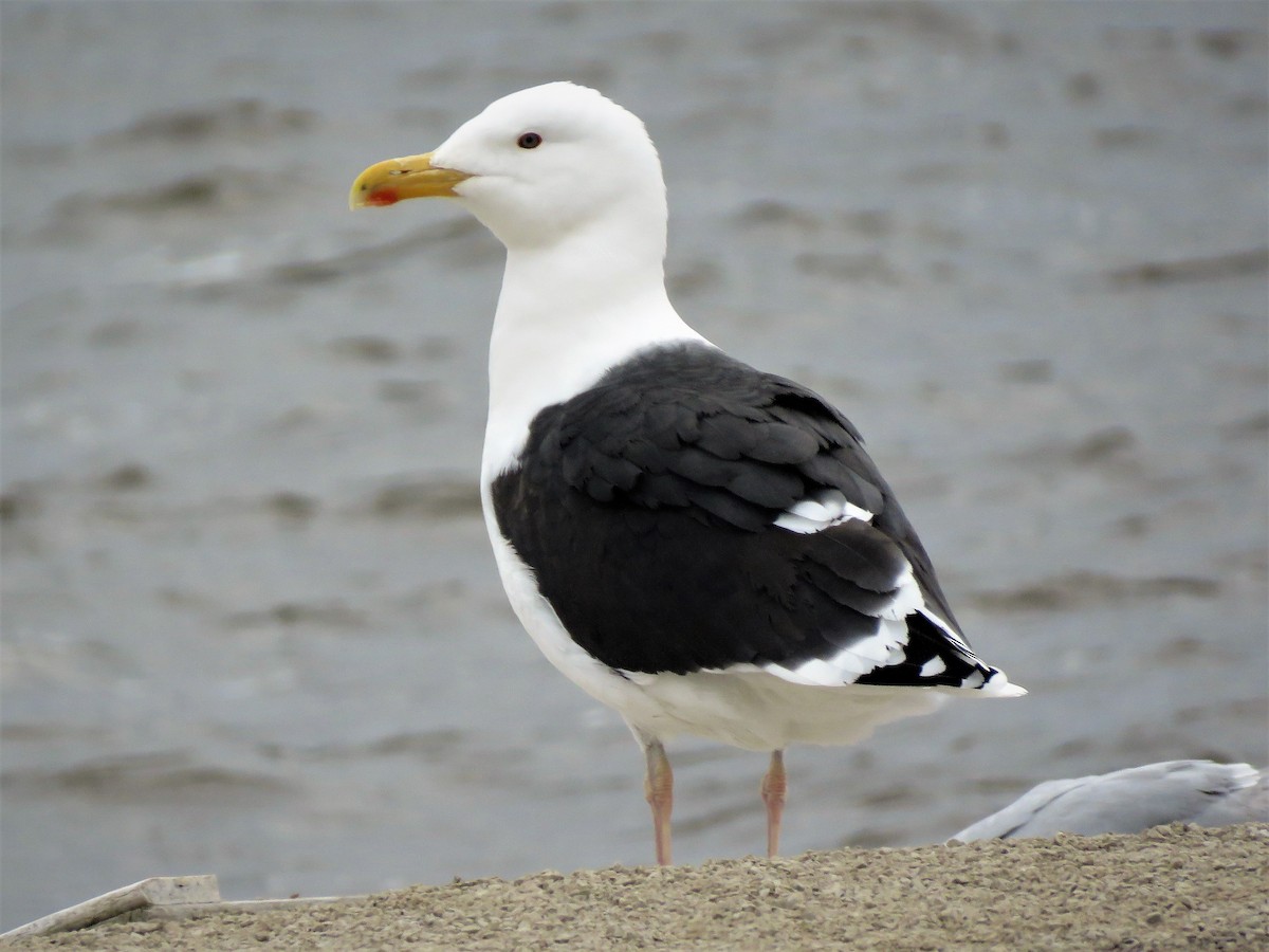 Great Black-backed Gull - mike helf