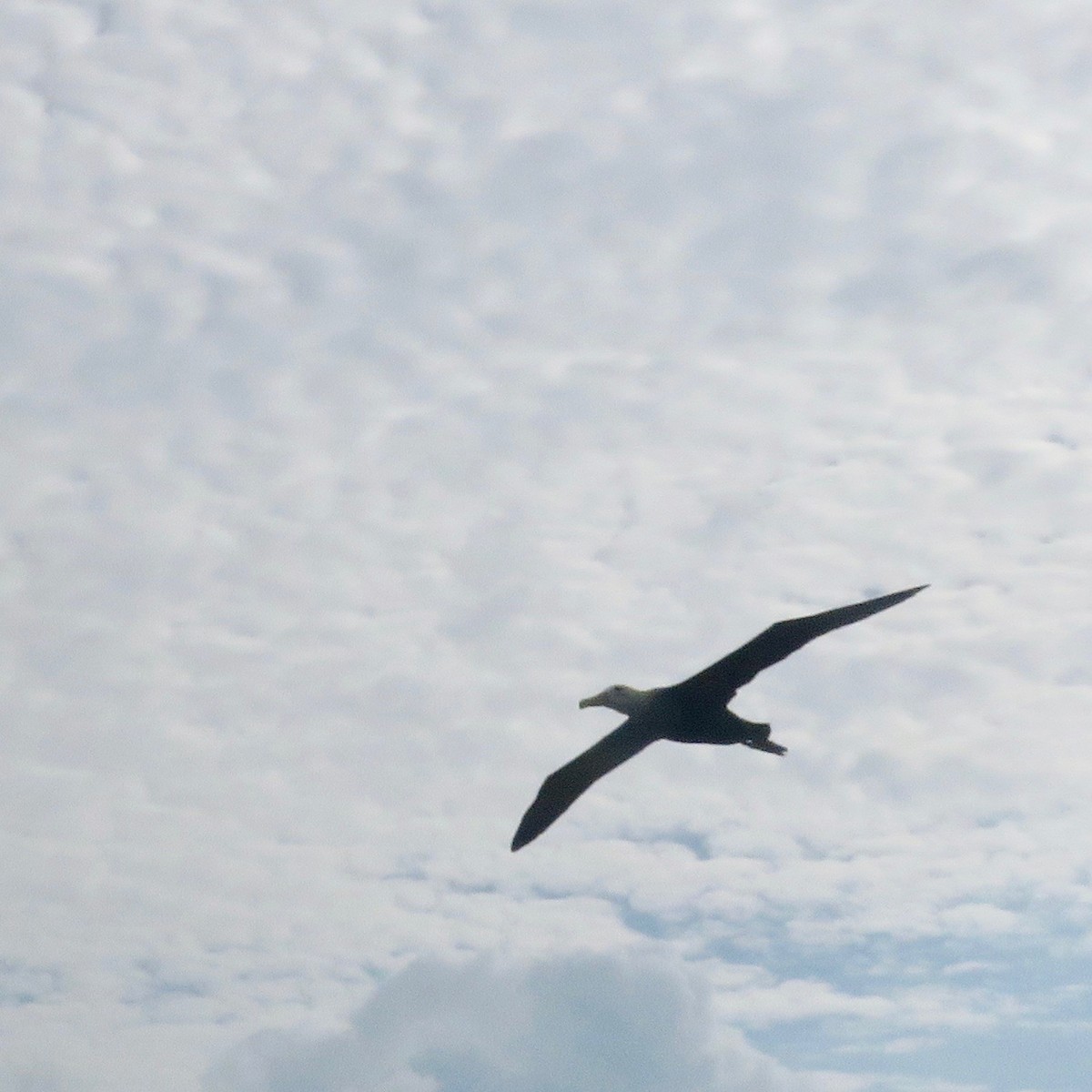 Waved Albatross - Ann Haverstock