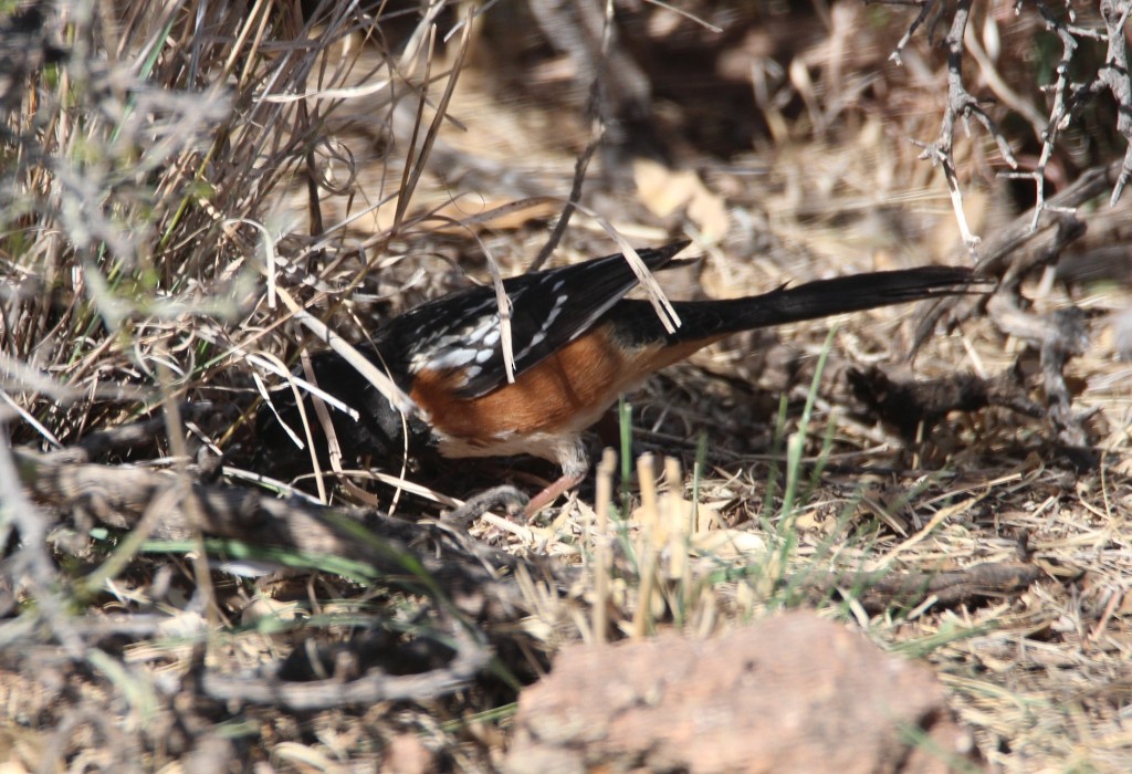Spotted Towhee - Christopher Pipes