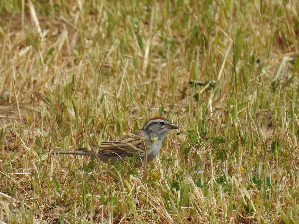 Chipping Sparrow - James Maley