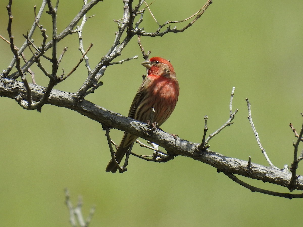 House Finch - James Maley