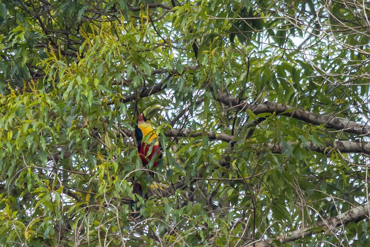 Red-breasted Toucan - ML150216861