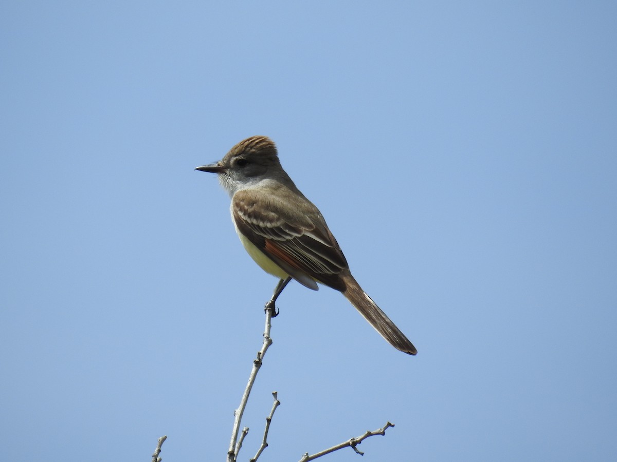 Ash-throated Flycatcher - James Maley