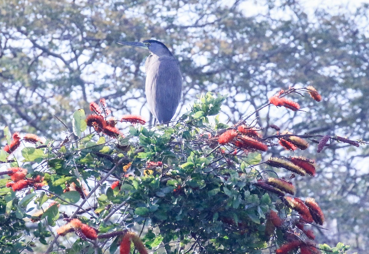 Bare-throated Tiger-Heron - Tom Driscoll