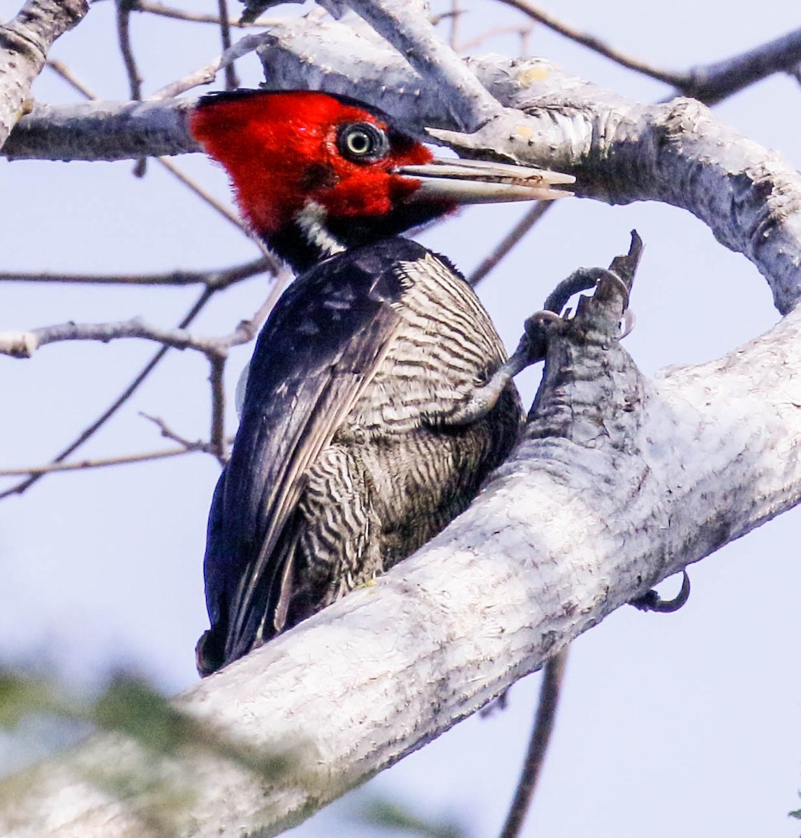 Pale-billed Woodpecker - Tom Driscoll