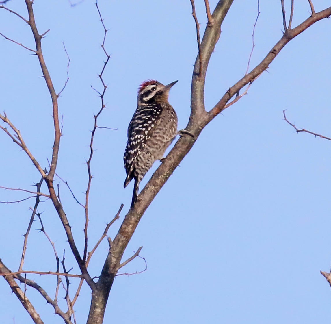 Ladder-backed Woodpecker - Tom Driscoll