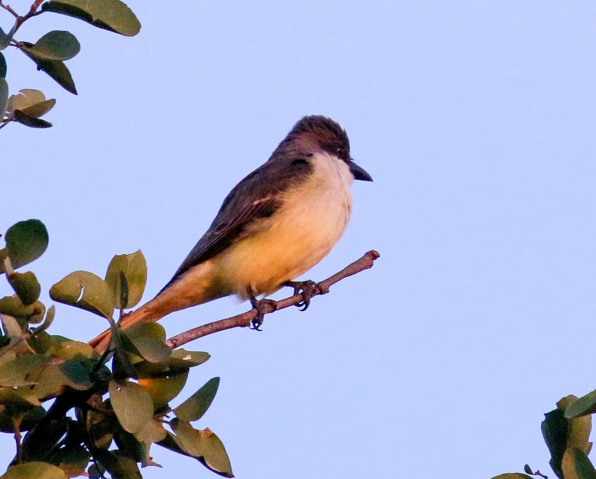 Thick-billed Kingbird - Tom Driscoll