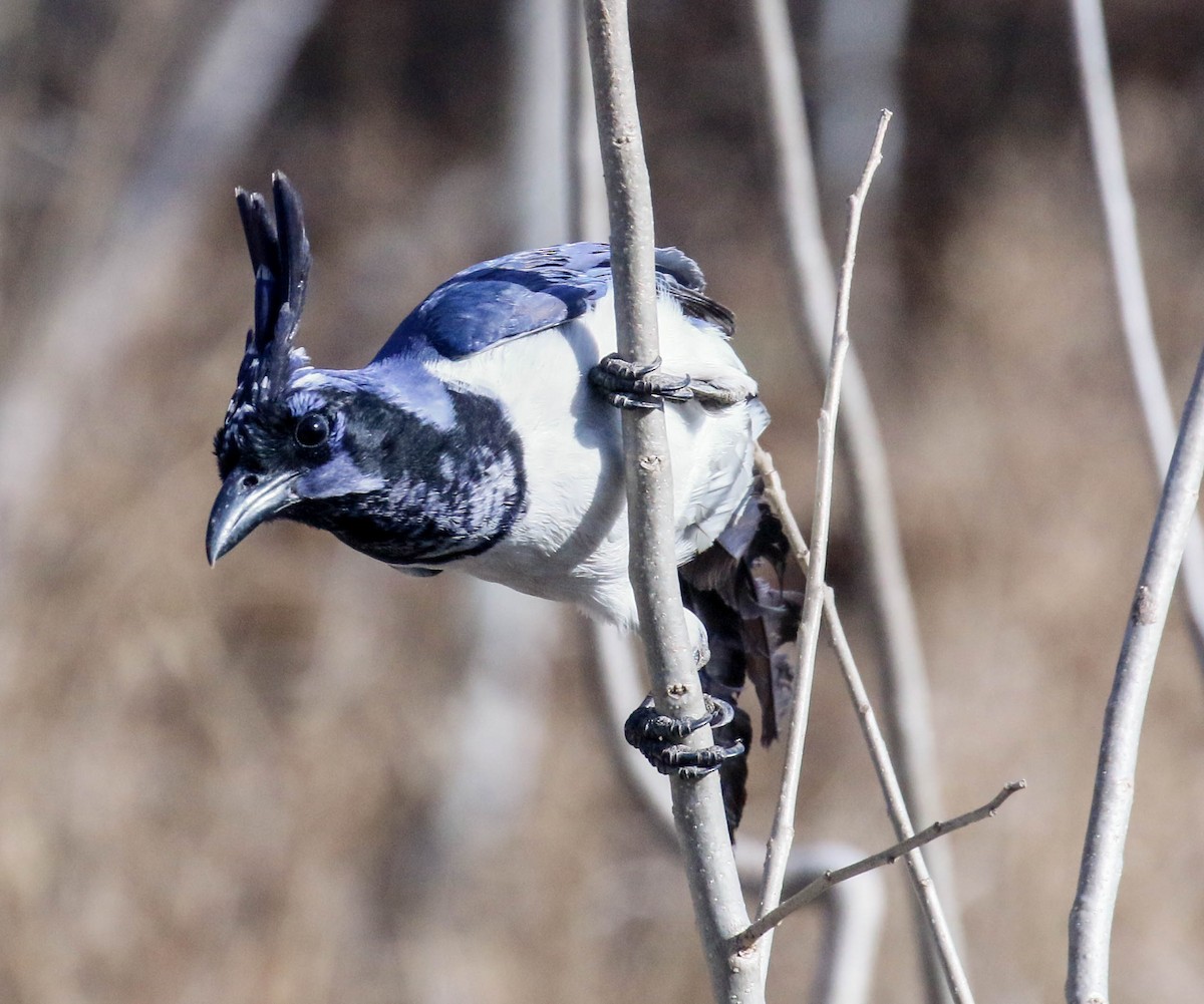 Black-throated Magpie-Jay - Tom Driscoll