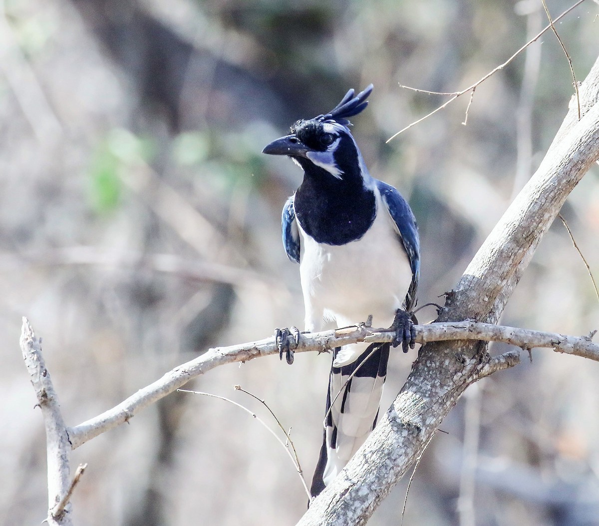 Black-throated Magpie-Jay - Tom Driscoll