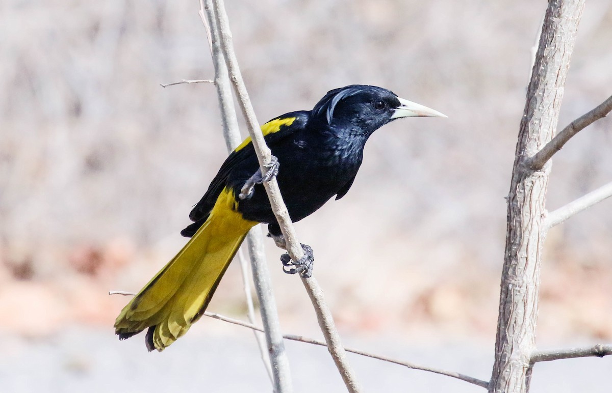 Yellow-winged Cacique - Tom Driscoll