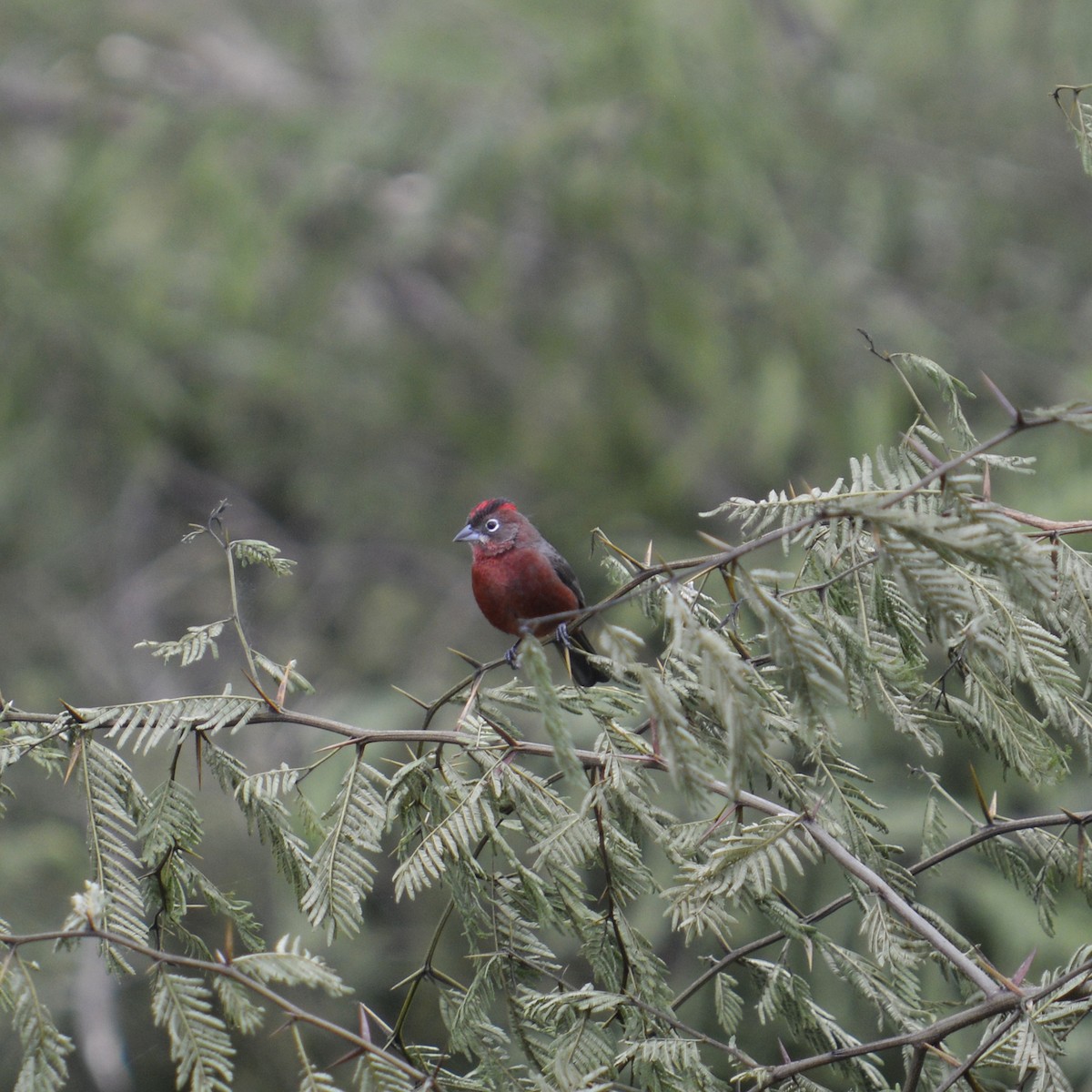 Red-crested Finch - Felix Ortiz