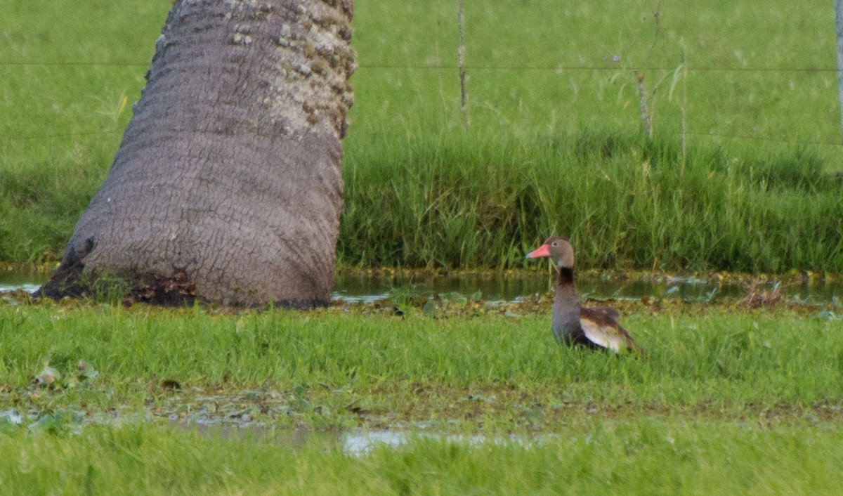 Black-bellied Whistling-Duck - Thierry Rabau