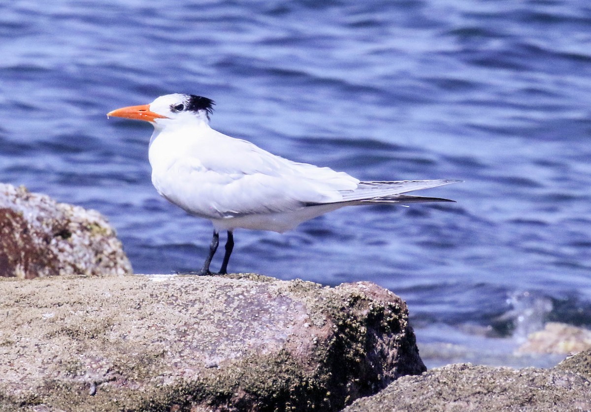 Royal Tern - Tom Driscoll