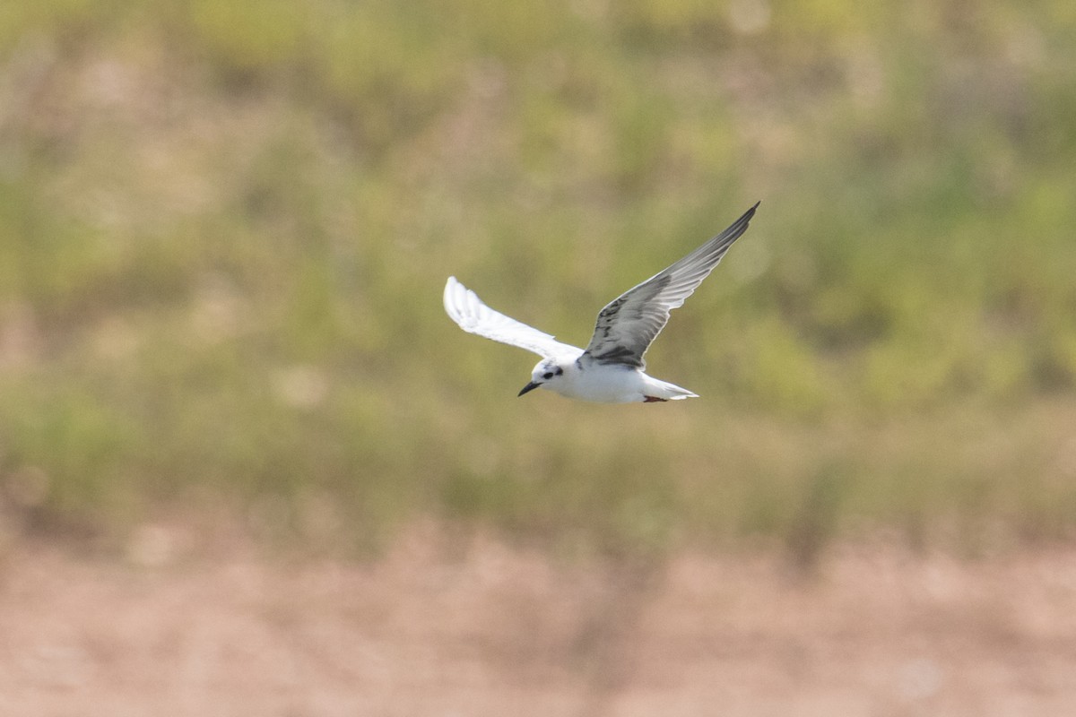 White-winged Tern - Peter  Steward
