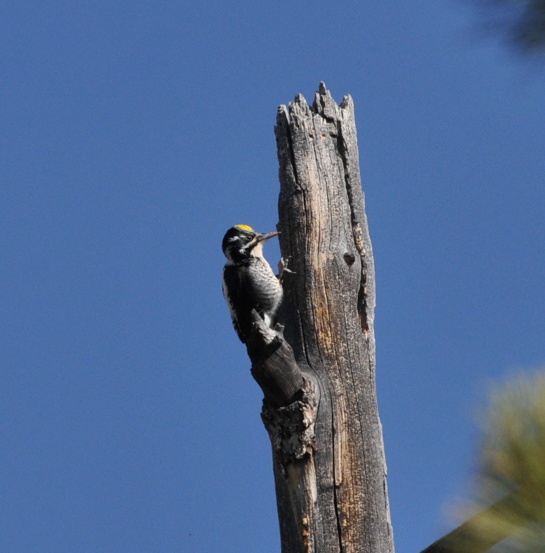 American Three-toed Woodpecker - Scott Somershoe