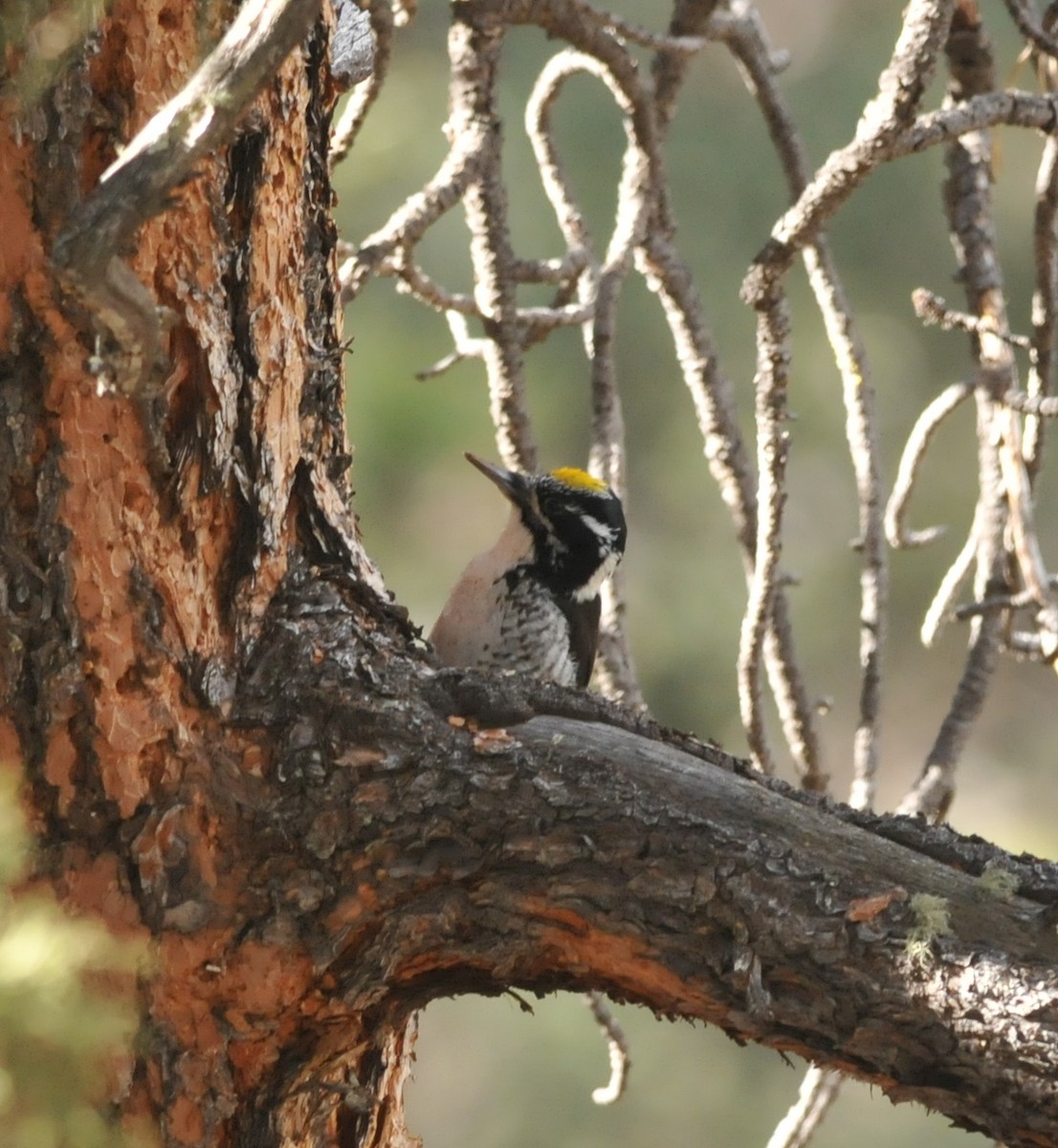 American Three-toed Woodpecker - Scott Somershoe