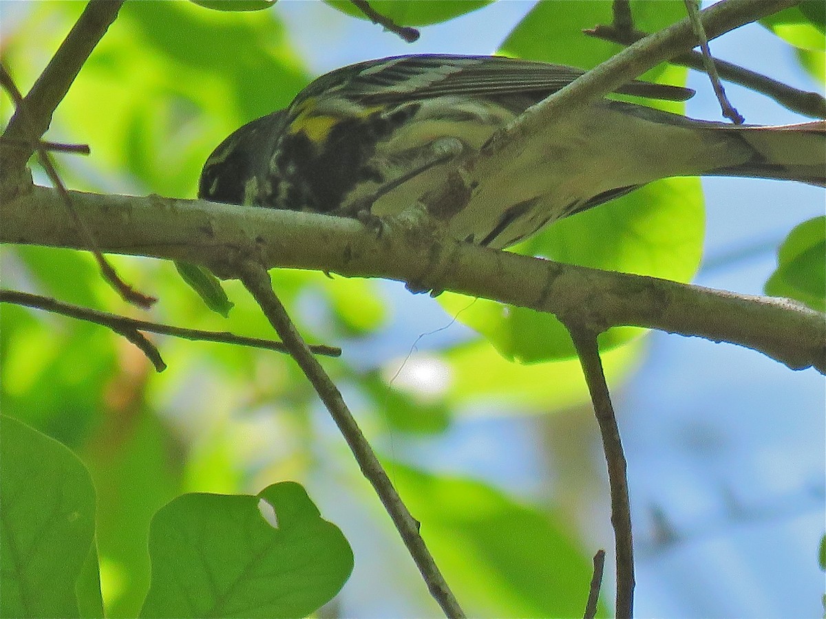 Yellow-rumped Warbler (Myrtle) - Cherrie Sneed